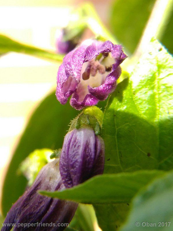 rocopica-dark-striped-ra02_001_fiore_08.jpg