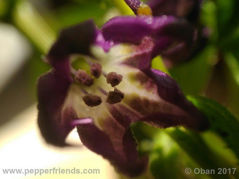 rocopica-dark-striped-ra02_001_fiore_12.jpg
