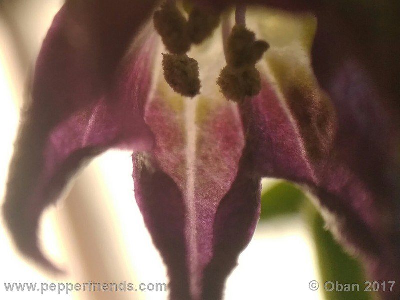 rocopica-dark-striped-ra02_001_fiore_13.jpg