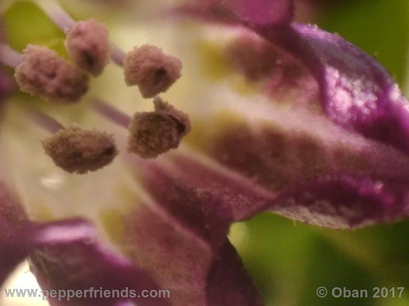 rocopica-dark-striped-ra02_001_fiore_14.jpg