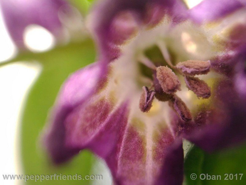 rocopica-dark-striped-ra02_001_fiore_15.jpg
