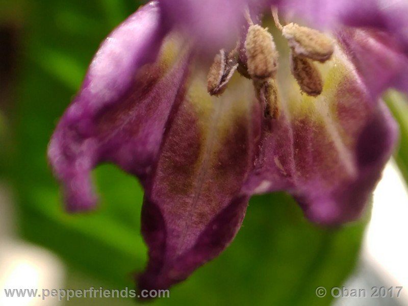 rocopica-dark-striped-ra02_001_fiore_17.jpg