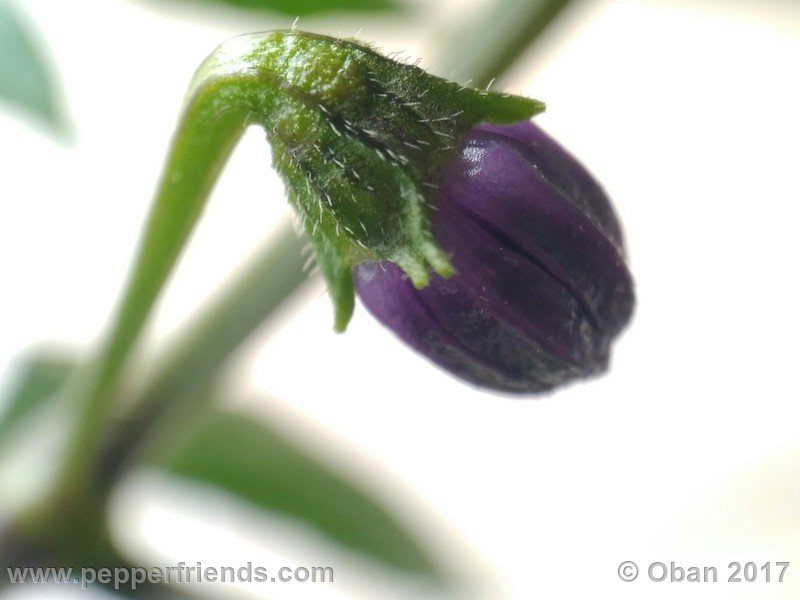 rocopica-dark-striped-ra02_001_fiore_18.jpg