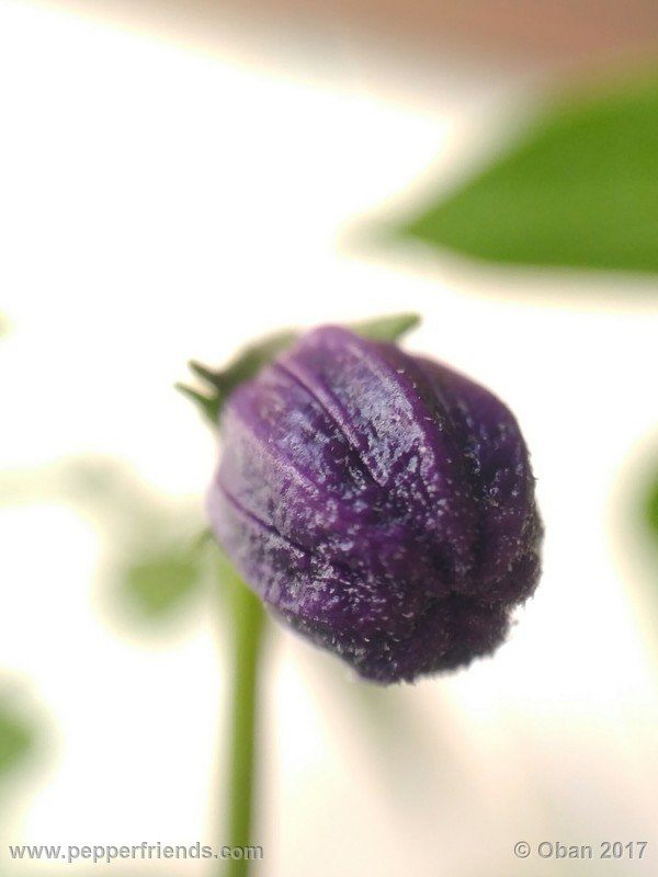 rocopica-dark-striped-ra02_001_fiore_19.jpg