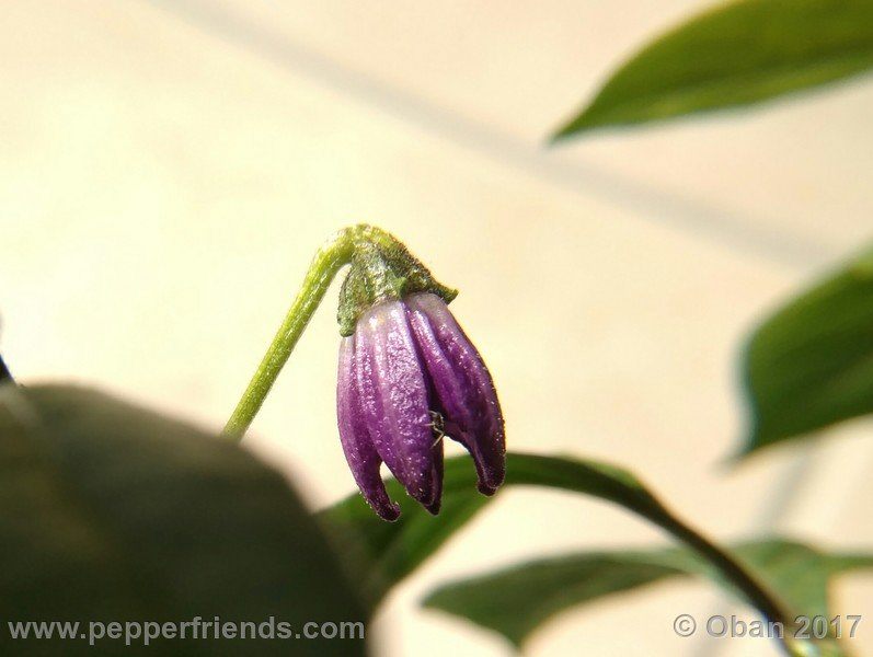 rocopica-dark-striped-ra02_001_fiore_20.jpg