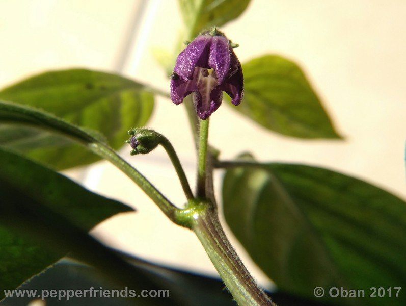 rocopica-dark-striped-ra02_001_fiore_21.jpg