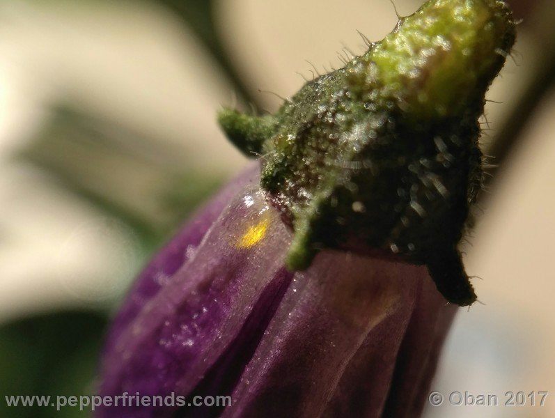 rocopica-dark-striped-ra02_001_fiore_22.jpg