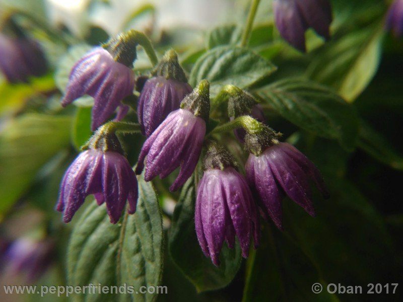 rocopica-dark-striped-ra02_001_fiore_24.jpg