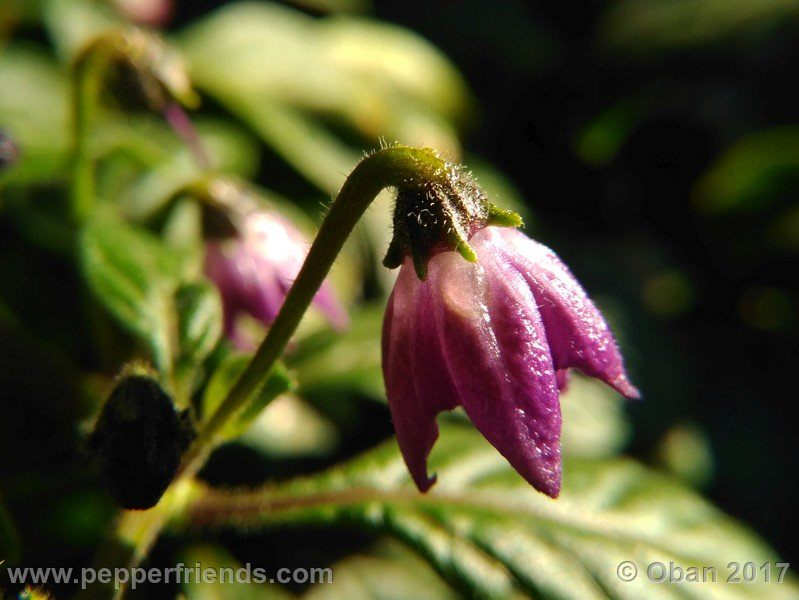 rocopica-dark-striped-ra02_001_fiore_28.jpg