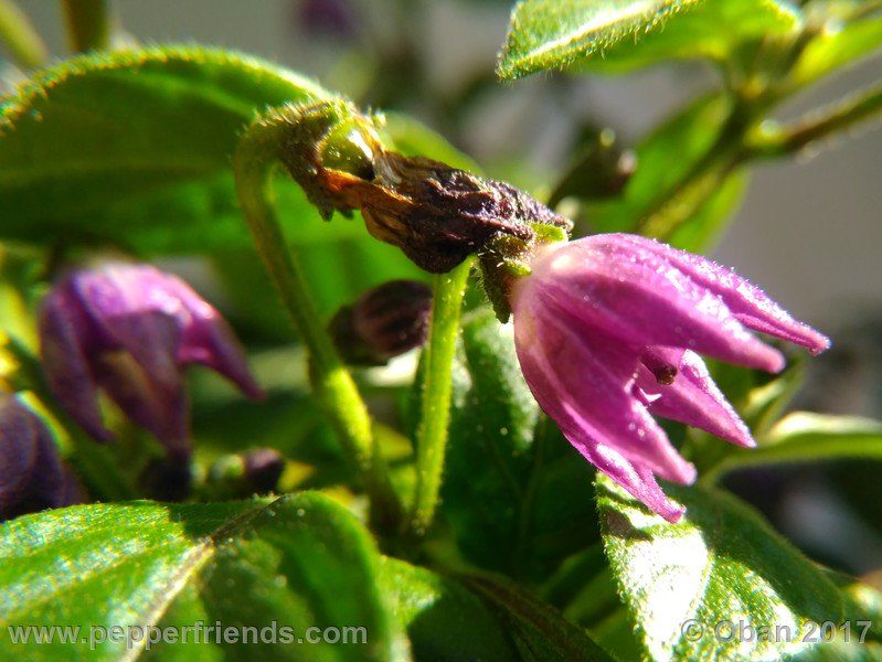rocopica-dark-striped-ra02_001_fiore_30.jpg