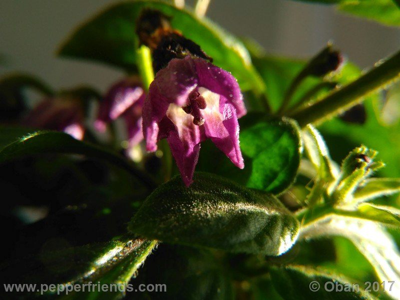 rocopica-dark-striped-ra02_001_fiore_32.jpg