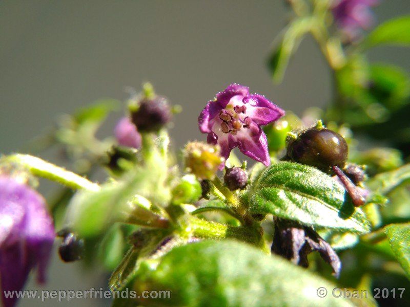 rocopica-dark-striped-ra02_001_fiore_33.jpg