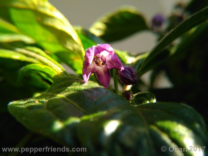 rocopica-dark-striped-ra02_001_fiore_34.jpg