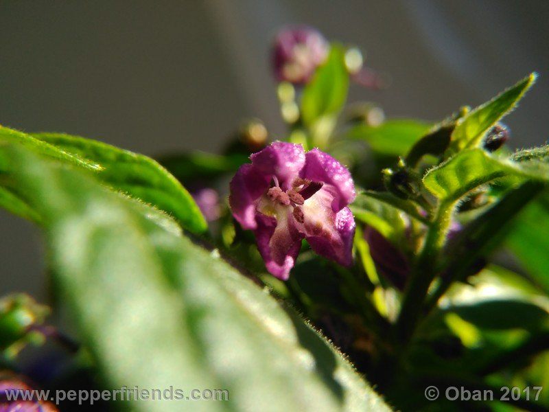rocopica-dark-striped-ra02_001_fiore_35.jpg