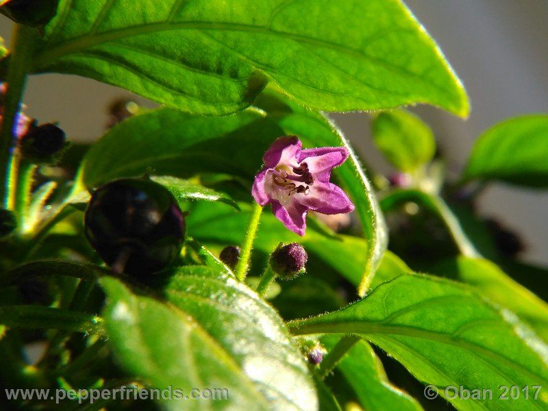 rocopica-dark-striped-ra02_001_fiore_36.jpg