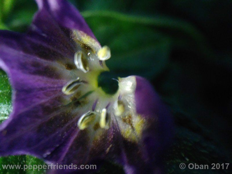 rocopica-dark-striped-ra02_001_fiore_37.jpg