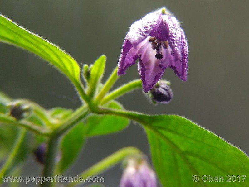 rocopica-dark-striped-ra02_001_fiore_40.jpg