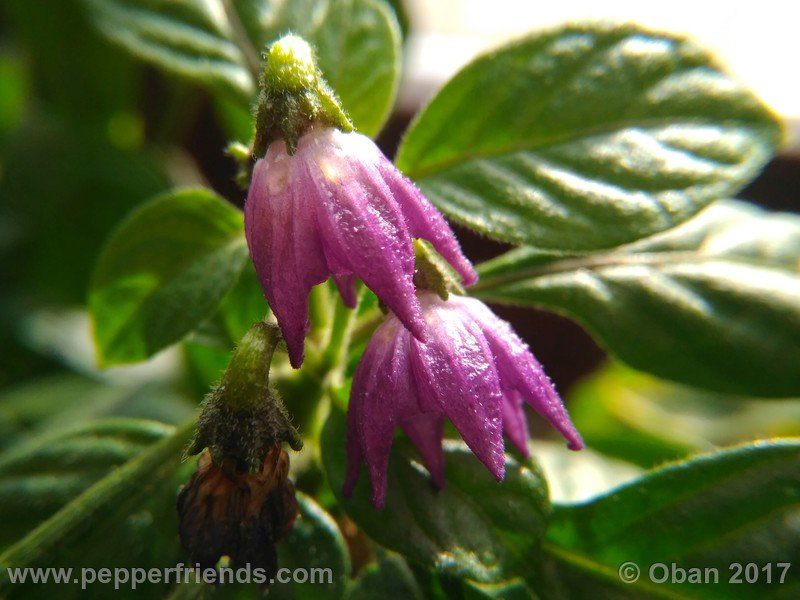 rocopica-dark-striped-ra02_001_fiore_43.jpg