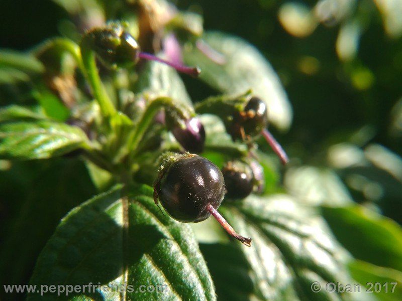 rocopica-dark-striped-ra02_001_frutto_02.jpg