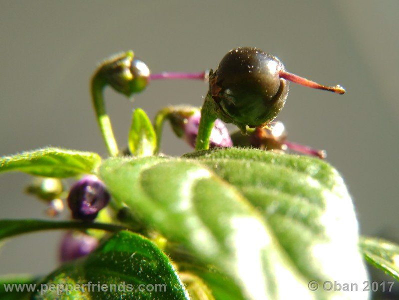 rocopica-dark-striped-ra02_001_frutto_04.jpg