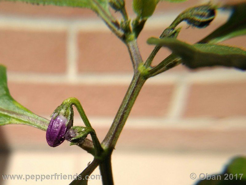 rocopica-dark-striped-ra02_001_pianta_17.jpg