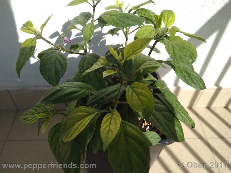 rocopica-dark-striped-ra02_001_pianta_19.jpg