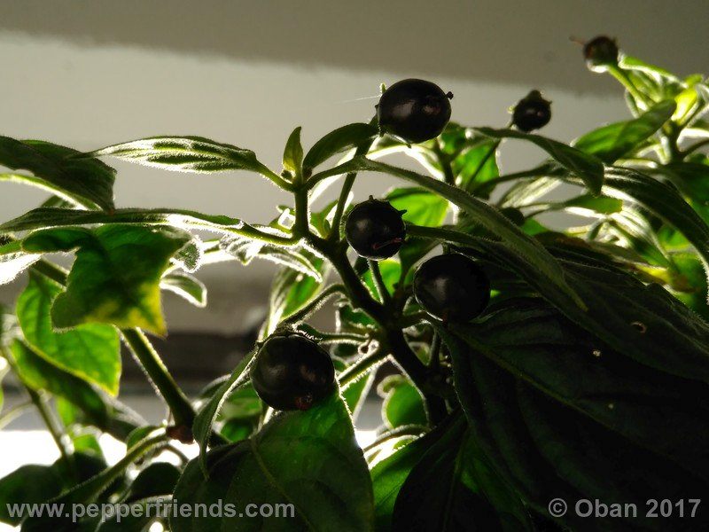 rocopica-dark-striped-ra02_001_pianta_31.jpg