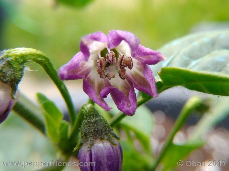 rocopica-dark-striped-ra04_001_fiore_02.jpg