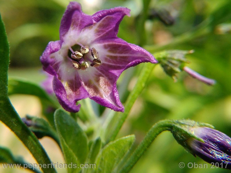 rocopica-dark-striped-ra04_001_fiore_08.jpg