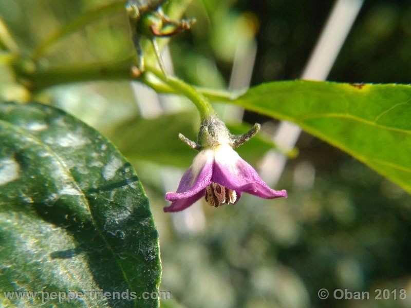 rocopica-mx01_001_fiore_08.jpg