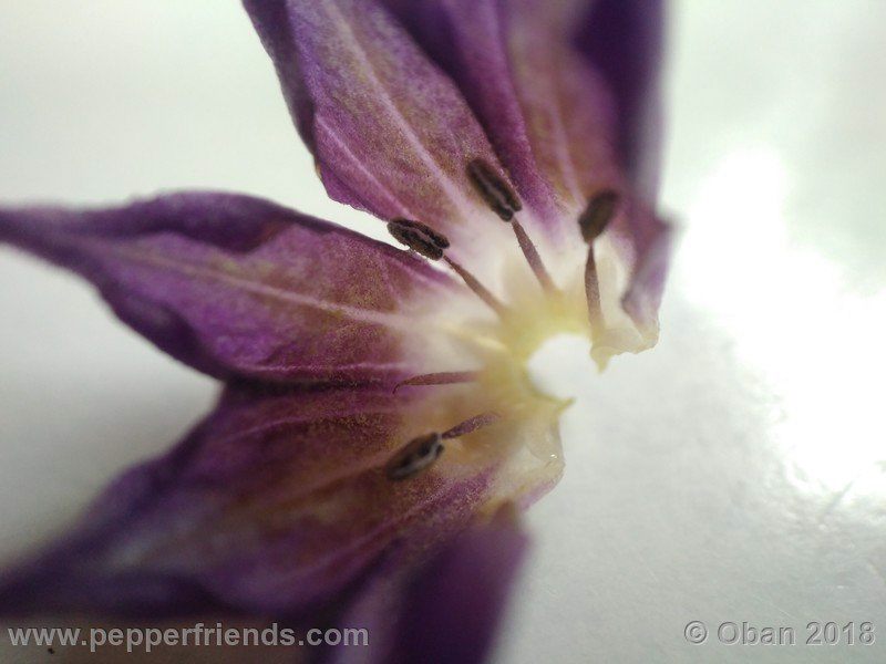 rocopica-ob03_001_fiore_10.jpg