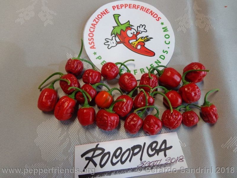 https://www.pepperfriends.org/uploads/rocopica-sc01/001/rocopica-sc01_001_9_DSC06725.jpg