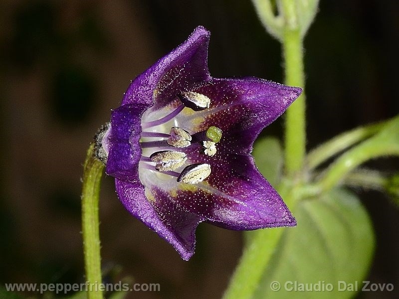 rocopica_001_fiore_08.jpg