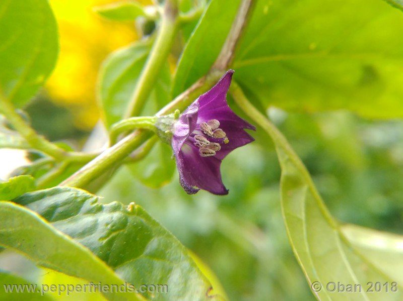 rocopica_lw01_009_fiore_01.jpg