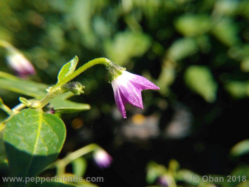 rocopica_lw01_008_fiore_02.jpg