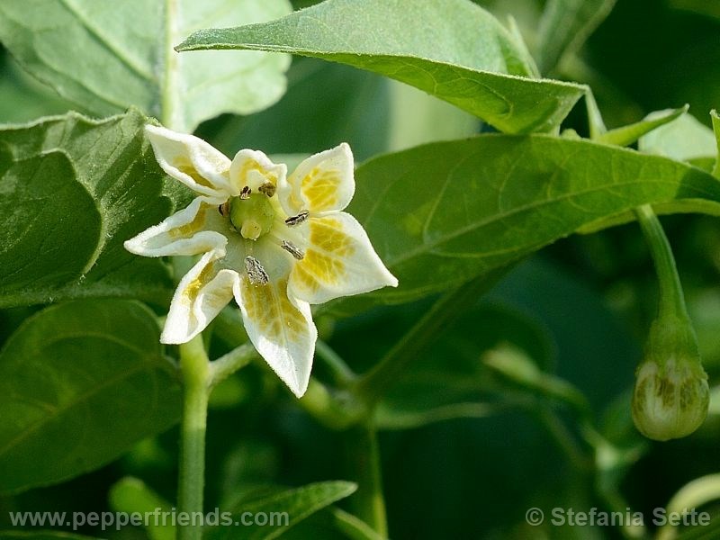 rocotillo_001_fiore_02.jpg