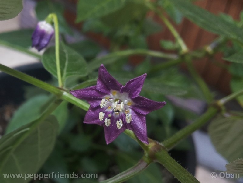 rocoto-aji-largo_001_fiore_01.jpg