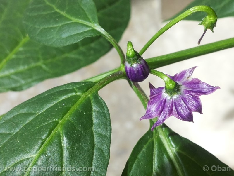 rocoto-aji-largo_001_fiore_03.jpg