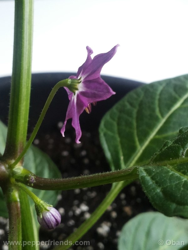 rocoto-aji-largo_001_fiore_05.jpg