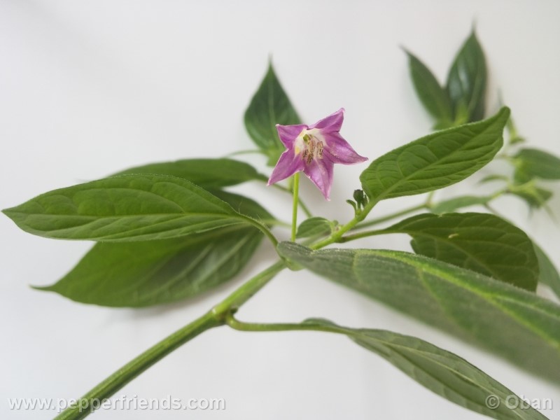 rocoto-aji-largo_001_fiore_12.jpg