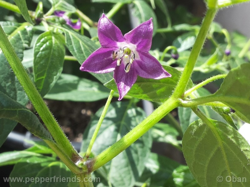 rocoto-aji-largo_001_fiore_16.jpg