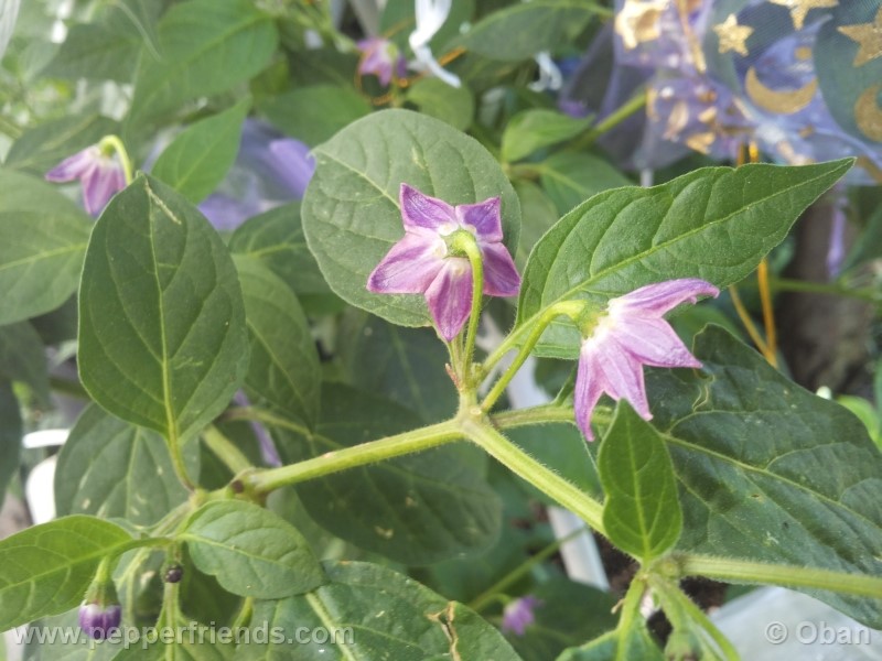 rocoto-aji-largo_001_fiore_17.jpg