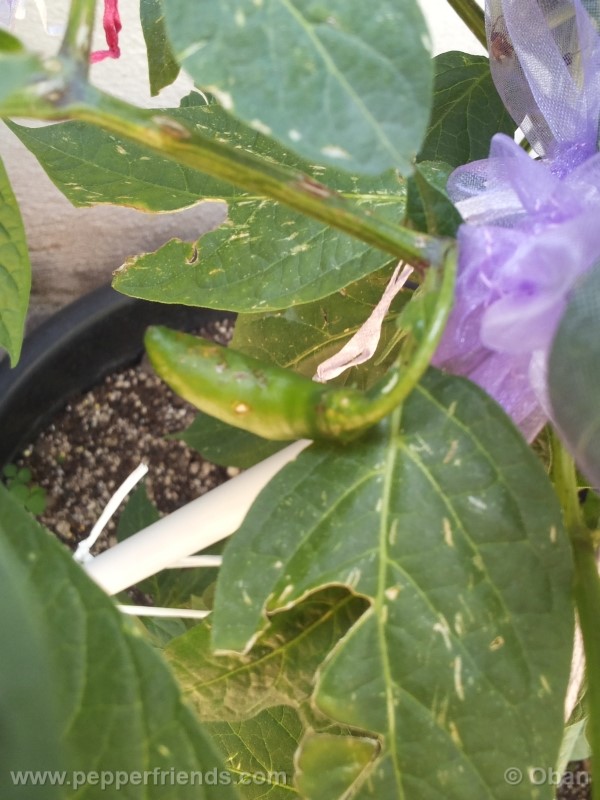rocoto-aji-largo_001_frutto_02.jpg