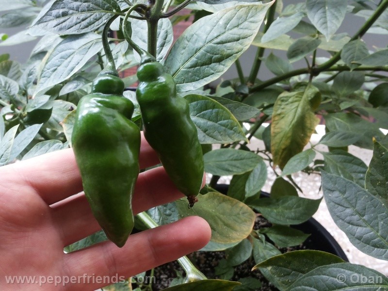 rocoto-aji-largo_001_frutto_06.jpg