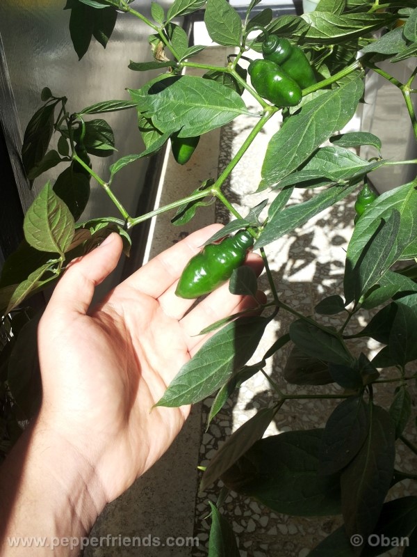 rocoto-aji-largo_001_frutto_07.jpg