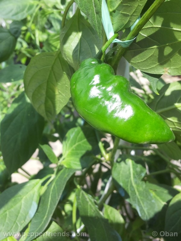 rocoto-aji-largo_001_frutto_08.jpg
