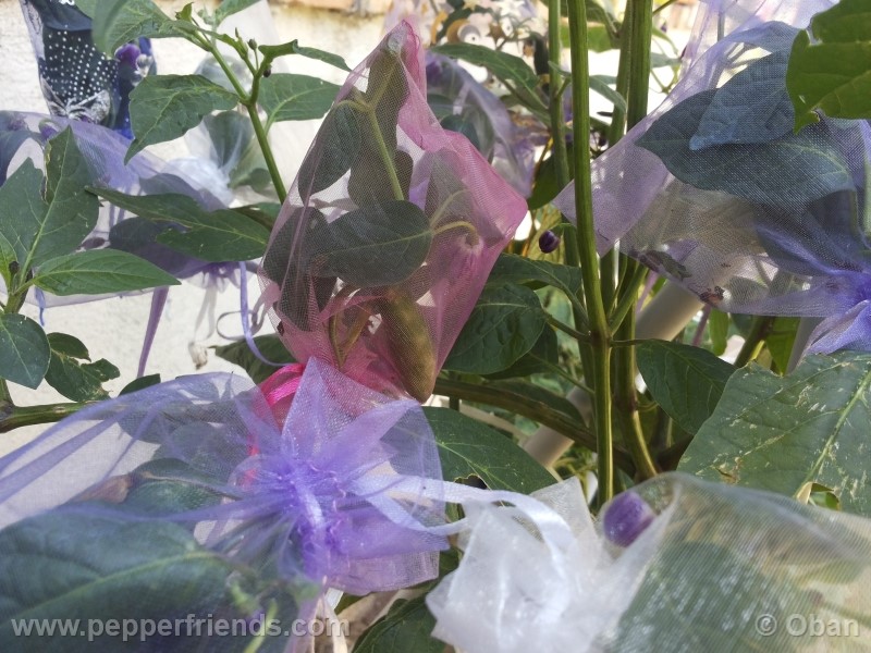 rocoto-aji-largo_001_frutto_10.jpg