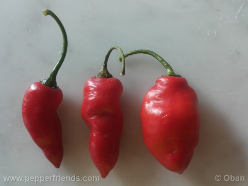 rocoto-aji-largo_001_frutto_23.jpg