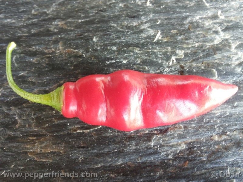 rocoto-aji-largo_001_frutto_25.jpg