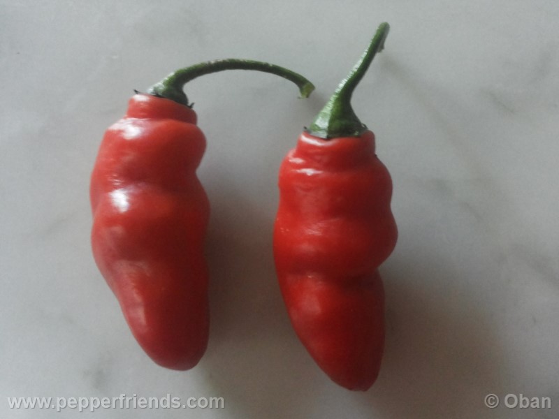 rocoto-aji-largo_001_frutto_26.jpg